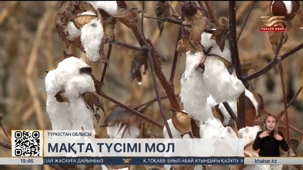 Түркістан облысында мақта түсімі мол