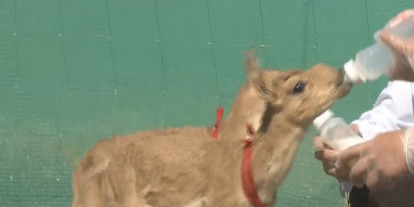 Киіктерді сақтау мақсатында қазақстандық ғалымдар ірі жобаны қолға алды