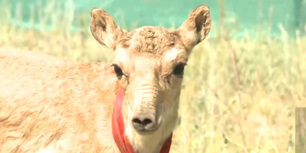 Исследование по изучению сайгаков начато в Улытауской области