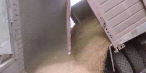 Из-за высокой влажности пшеницы элеваторы работают круглосуточно