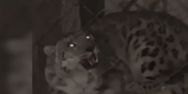 В Алматинском зоопарке лечат дикого снежного барса