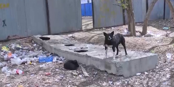 В Актобе собаки насмерть загрызли 12-летнего ребёнка