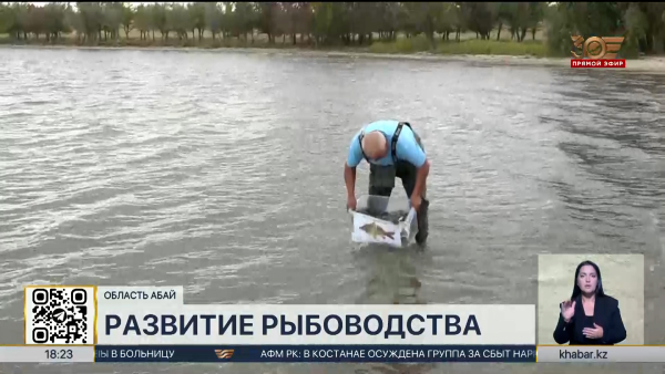 Число рыбных хозяйств растет в области Абай