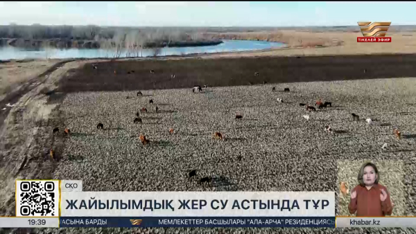 СҚО-дағы судың астында қалған жайылым: бақташылар көмек сұрайды
