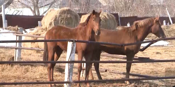 Костанайский конезавод со 135-летней историей находится на грани закрытия
