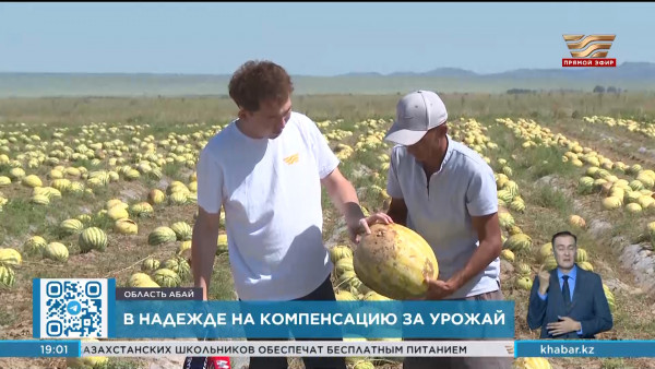 Аграрии Уржарского района области Абай надеются получить компенсацию от государства