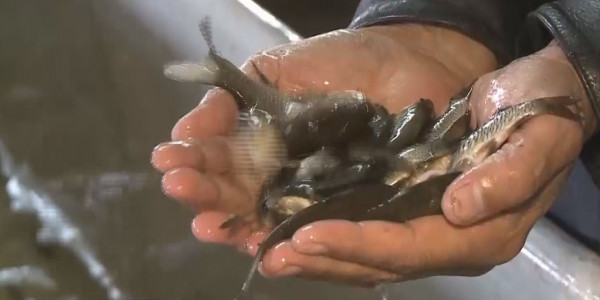 Субсидии для рыбного хозяйства увеличат в 2 раза