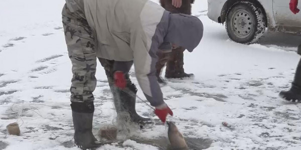 Жайық-Каспийді мекен ететін балықтар қырылып жатыр