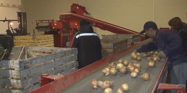 Атырауда мамыр айына дейін пияз бағасы тұрақты болады