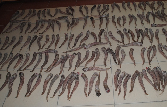 В Костанайской области полицейские изъяли более 1,5 тонн рогов животных