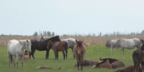 СҚО-да жылқылар белгісіз індетке шалдықты