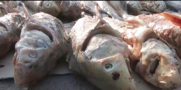 Атырауда 2 тонна балық тәркіленді