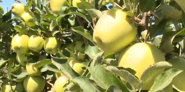 Қызылорда облысында тұқым-бақ түрленіп, алманың алуан түрі өсіріліп жатыр