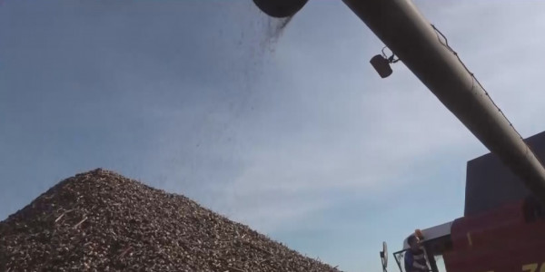 Қарақұмық алқабы 21 мың гектарға ұлғайтылды