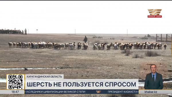 Нет спроса: миллионы тонн овечьей шерсти сжигают животноводы в Караганде