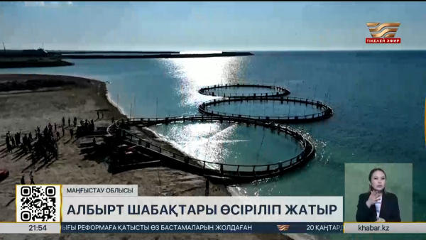 Маңғыстау облысында албырт шабақтары өсіріліп жатыр