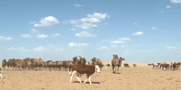 Атырау облысында бір жылда 42 400 гектар жер кері қайтарылды