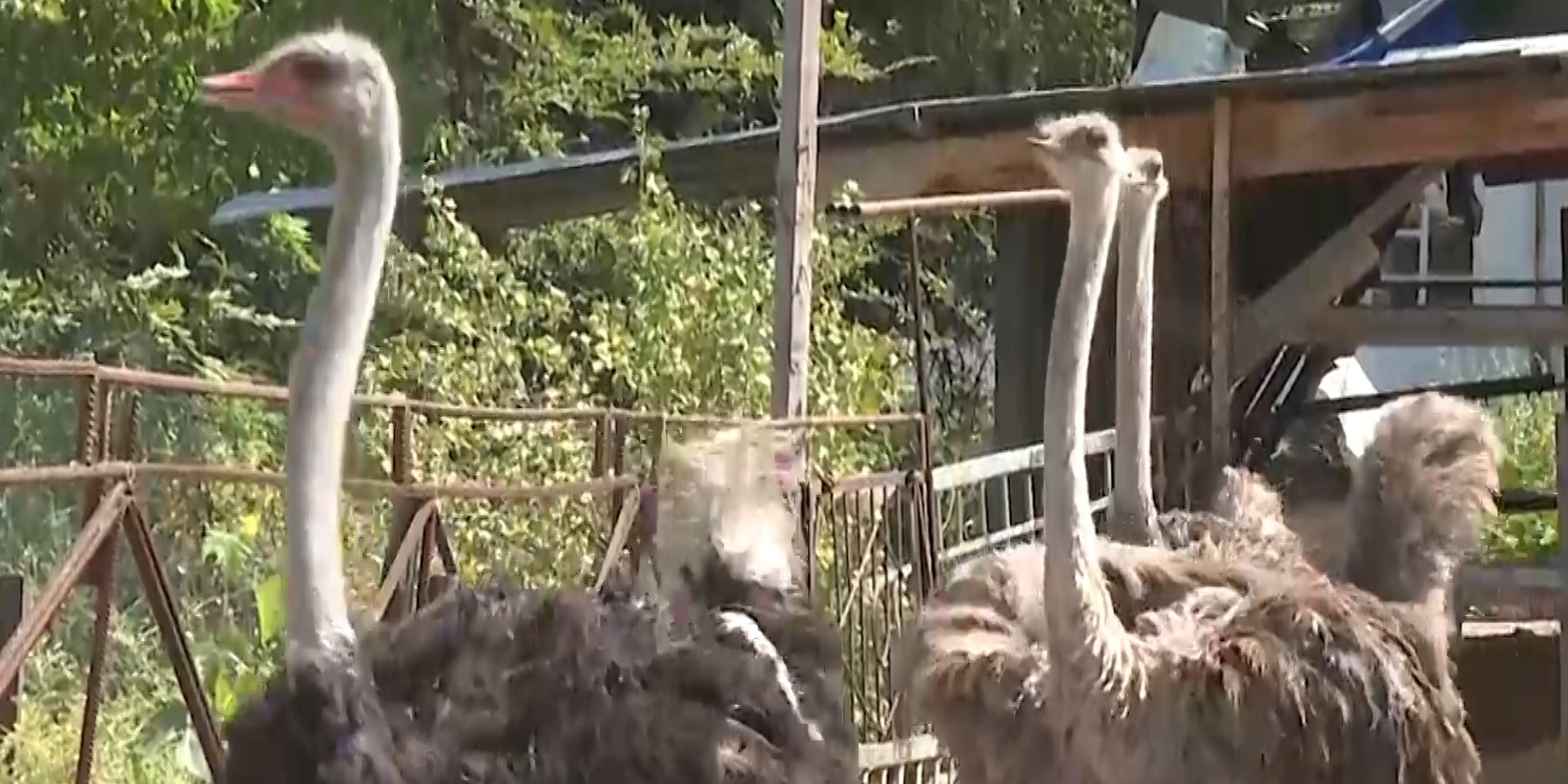 Африканских страусов начал разводить житель Шуского района